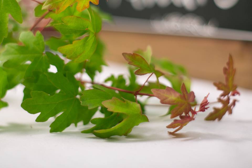 Field Maple favours - detail