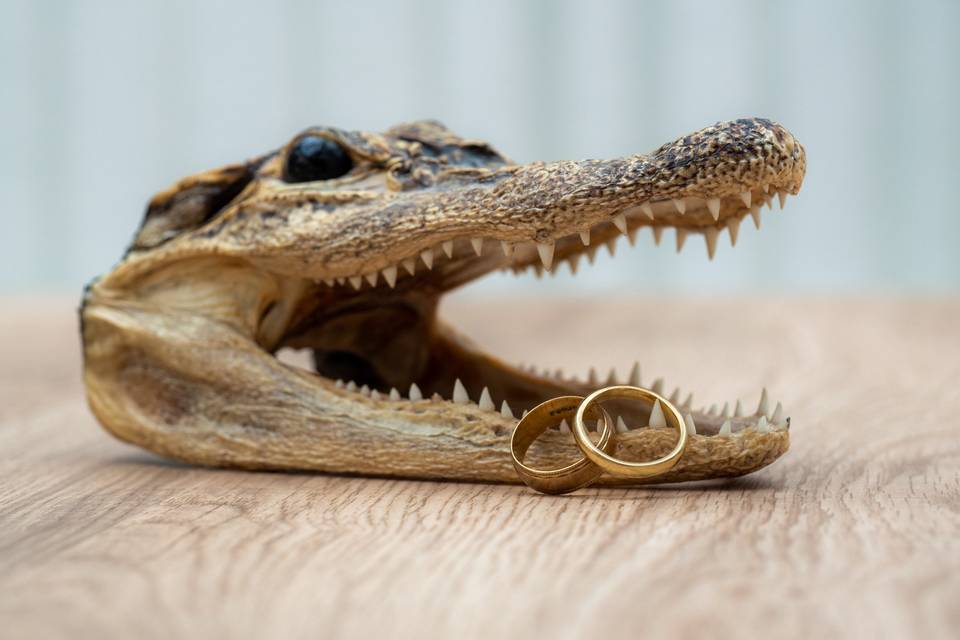 Rings on a Crocodile