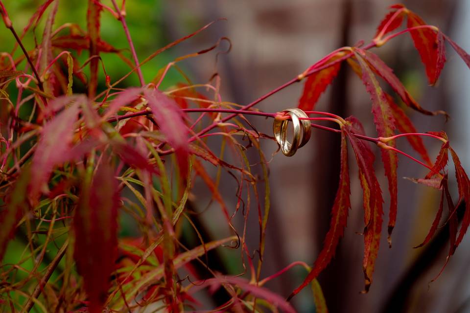 Rings in Nature