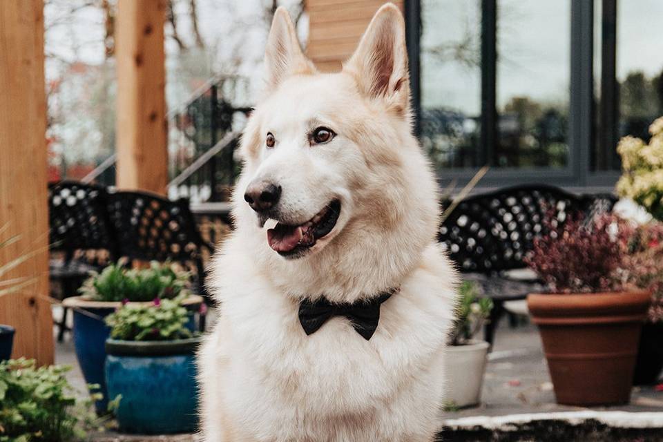 Dog friendly weddings