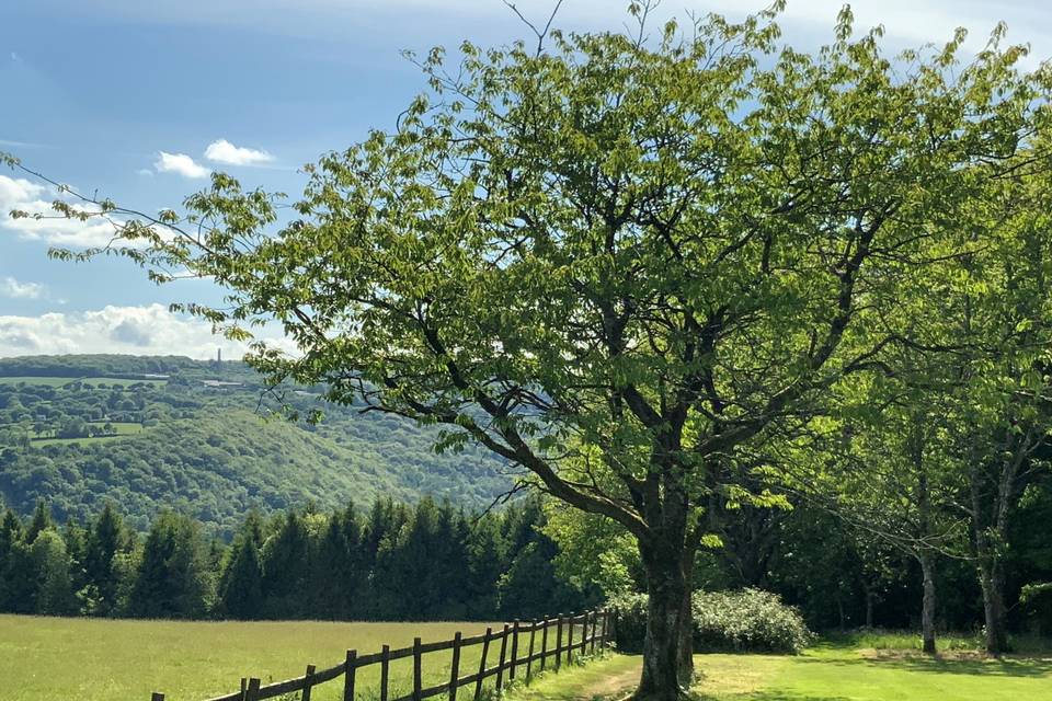 Wild orchard in Spring