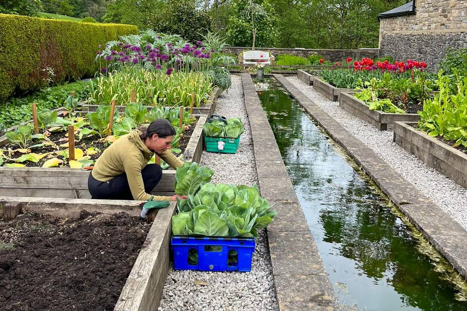 Kitchen Garden