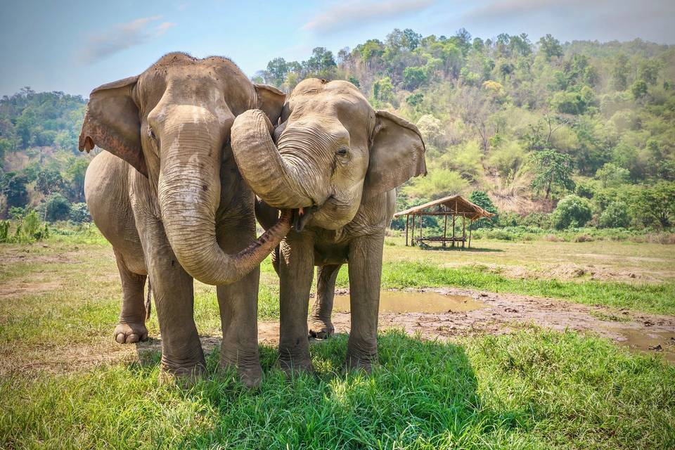 Elephants in Thailand