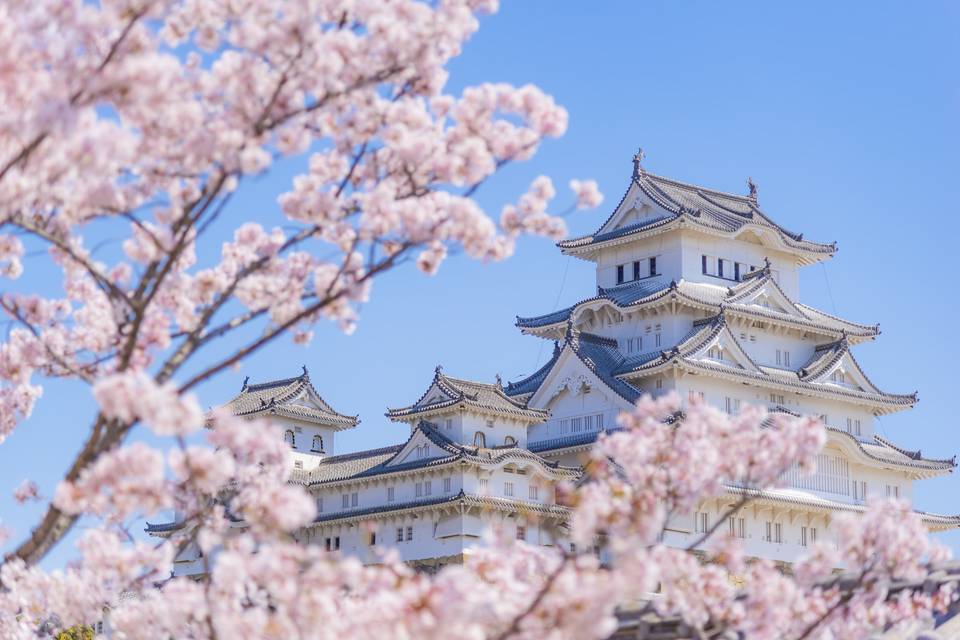 Cherry Blossom in Japan