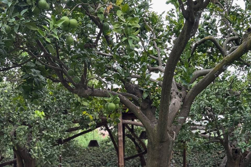 The garden
