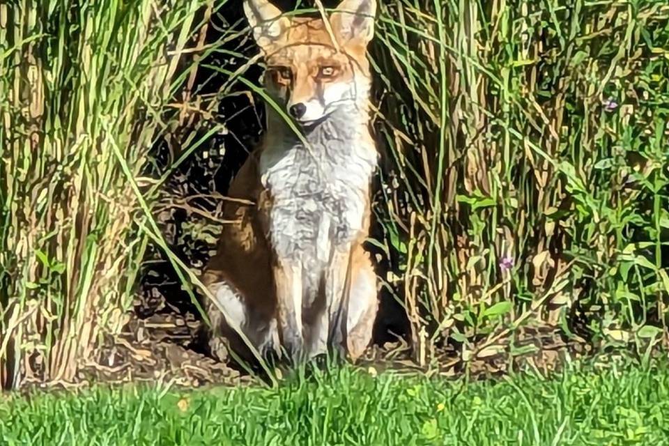 One of our resident foxes