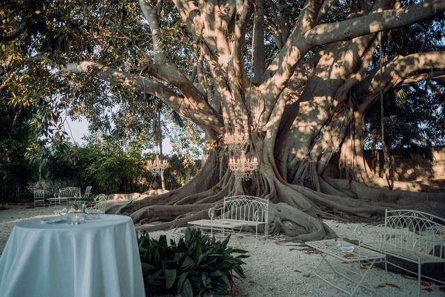Tables under the old ficus at