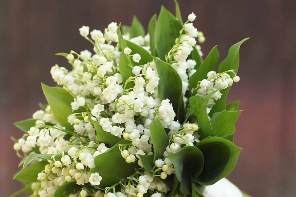 Lily of the valley