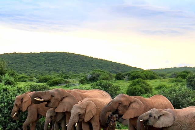 On safari in Shamwari
