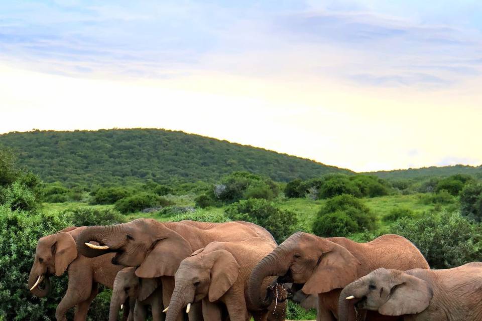 On safari in Shamwari