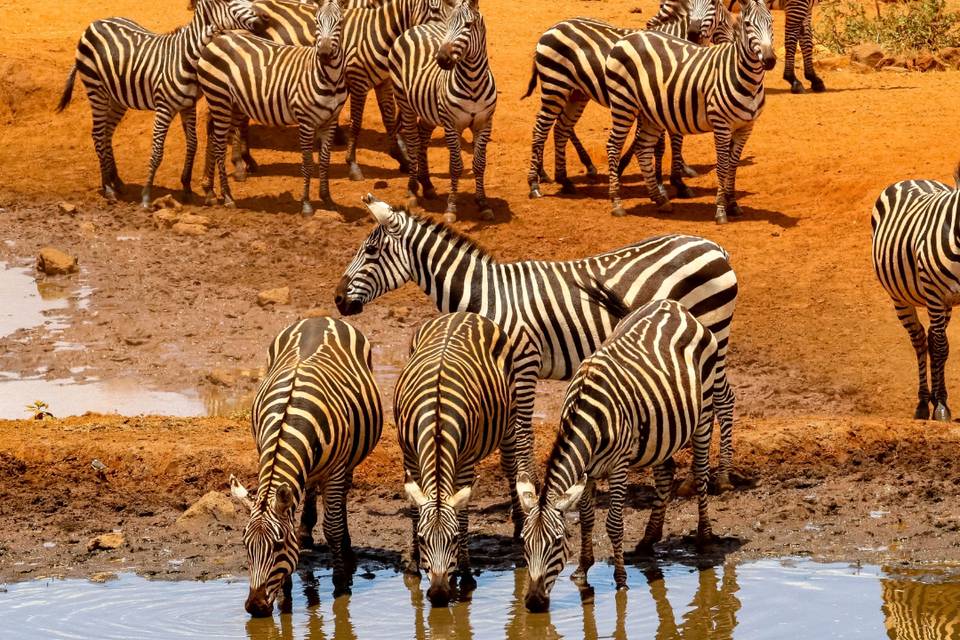 At the watering hole