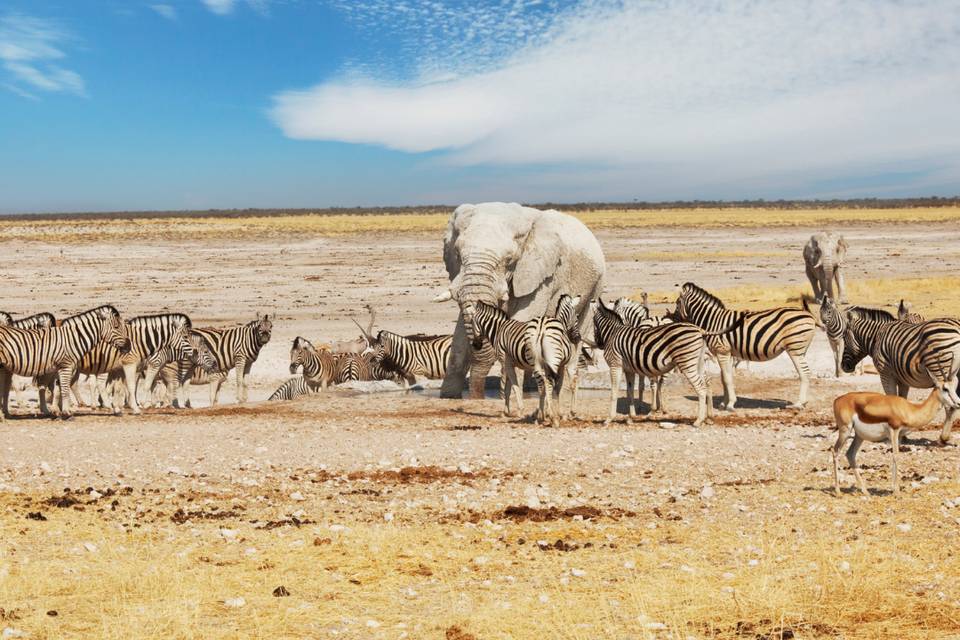 Namibia Safari