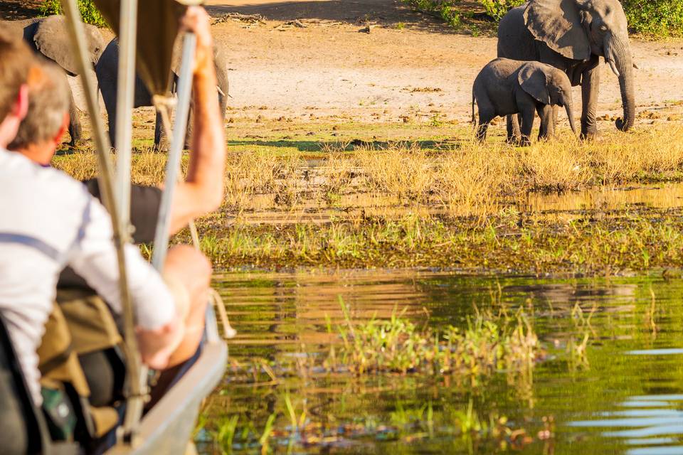 Botswana Safari