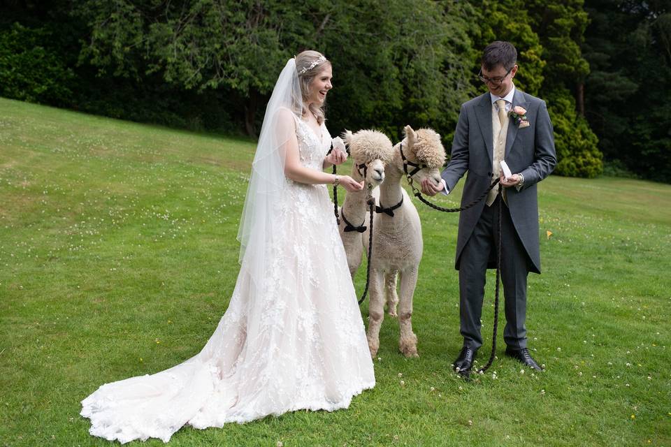 Bride Groom Alpacas