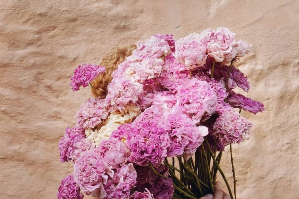 Dried Peonies