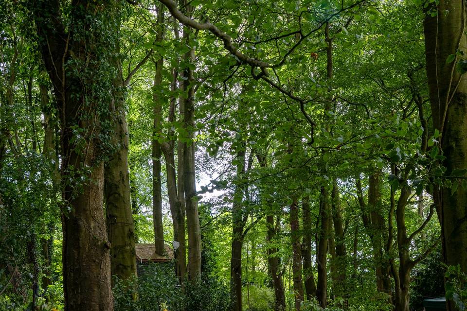 A magical canopy