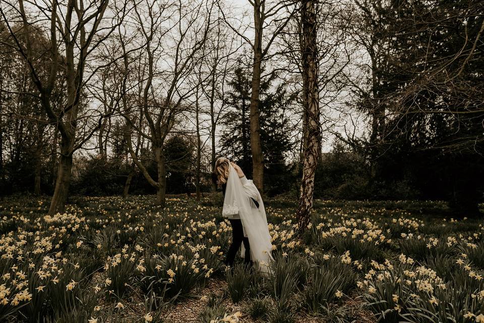 Daffodils in the woodland