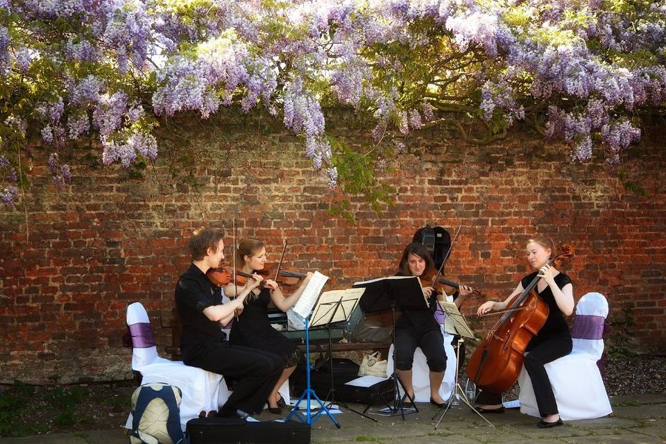 String Quartette - Terrace