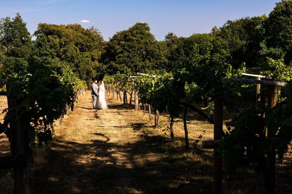 Vineyard in Oxfordshire
