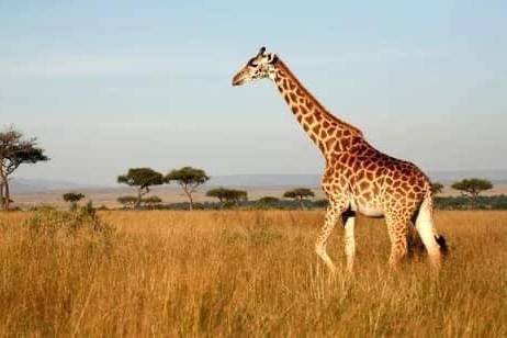 Safari and Beach Break