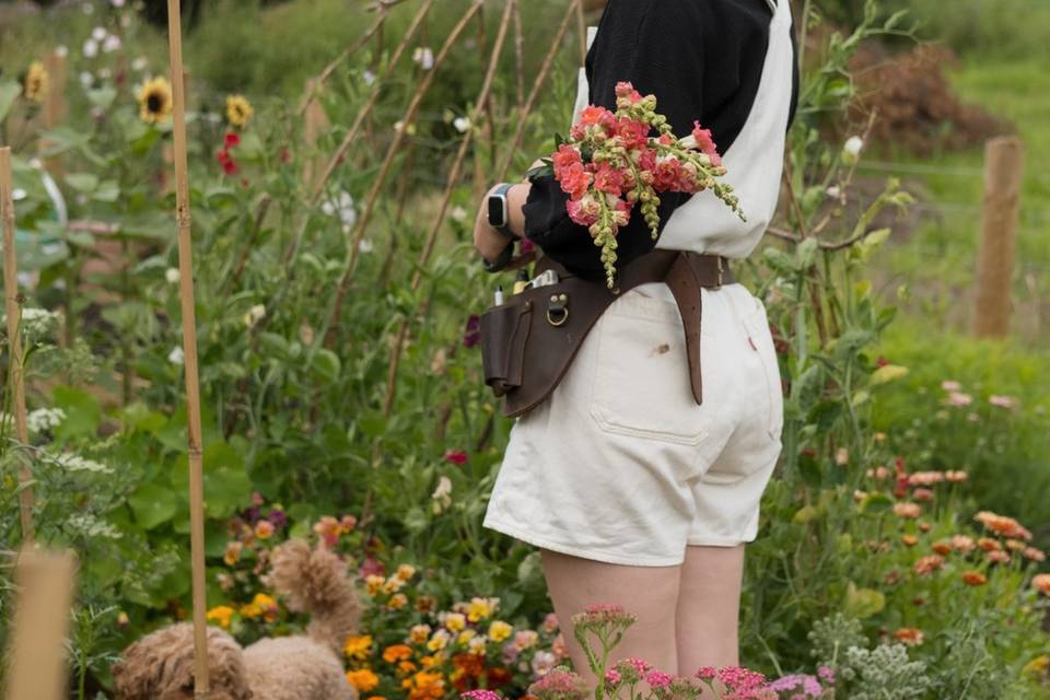 Holly in cutting garden