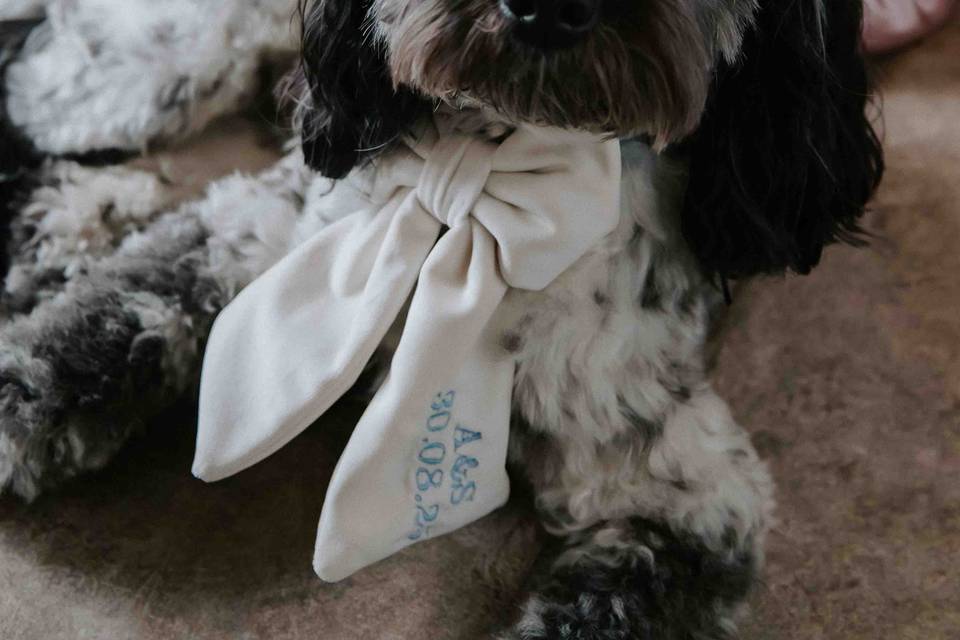 Ceremony dog