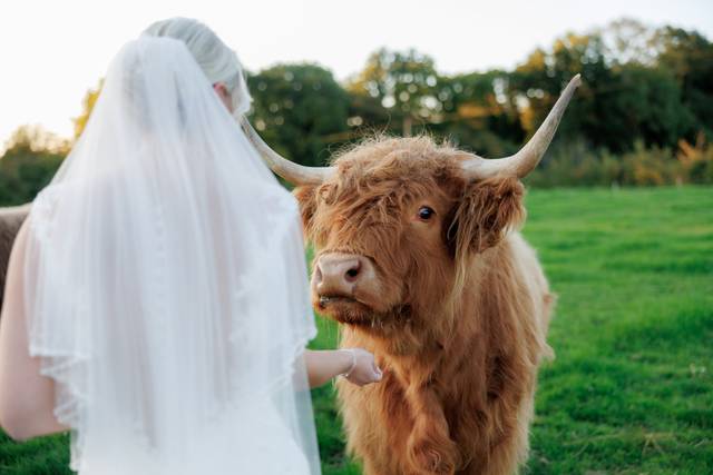 Meet Our Highland Cows