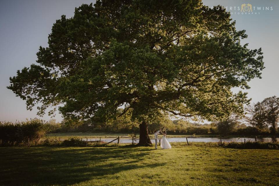 Our beautiful oak tree