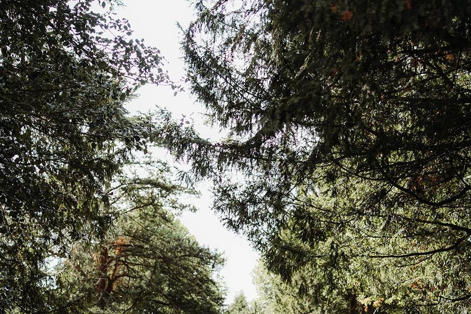 Woodlands