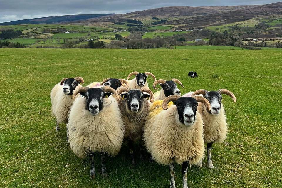 The Mill at Dunfin Farm 17