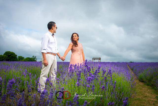 Lavender Fields