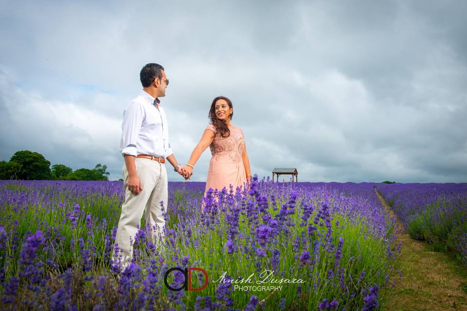 Lavender Fields