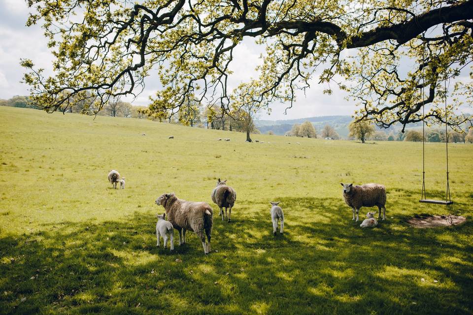 Our Chatsworth neighbours