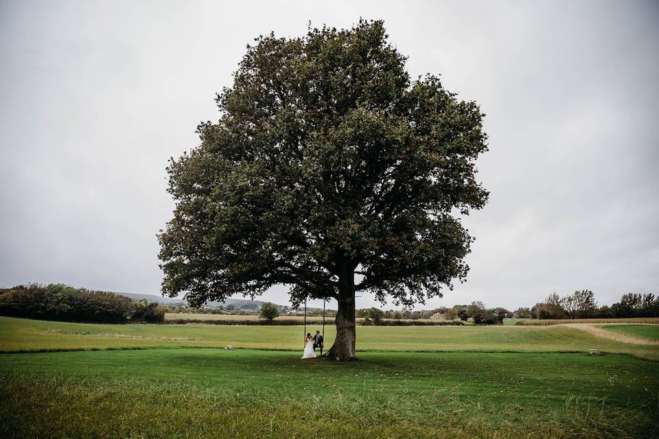 Oak Tree