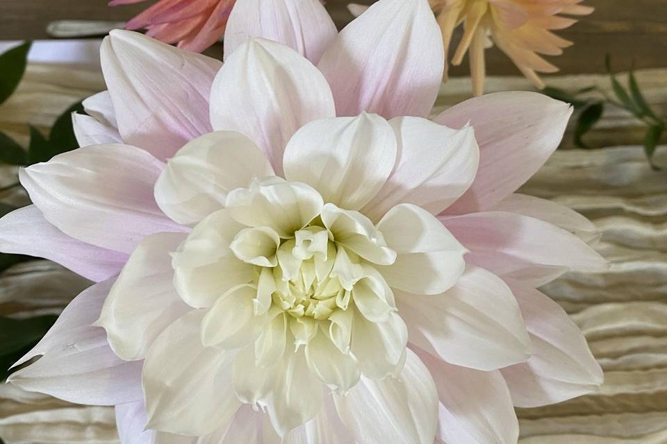 Huge Dahlias