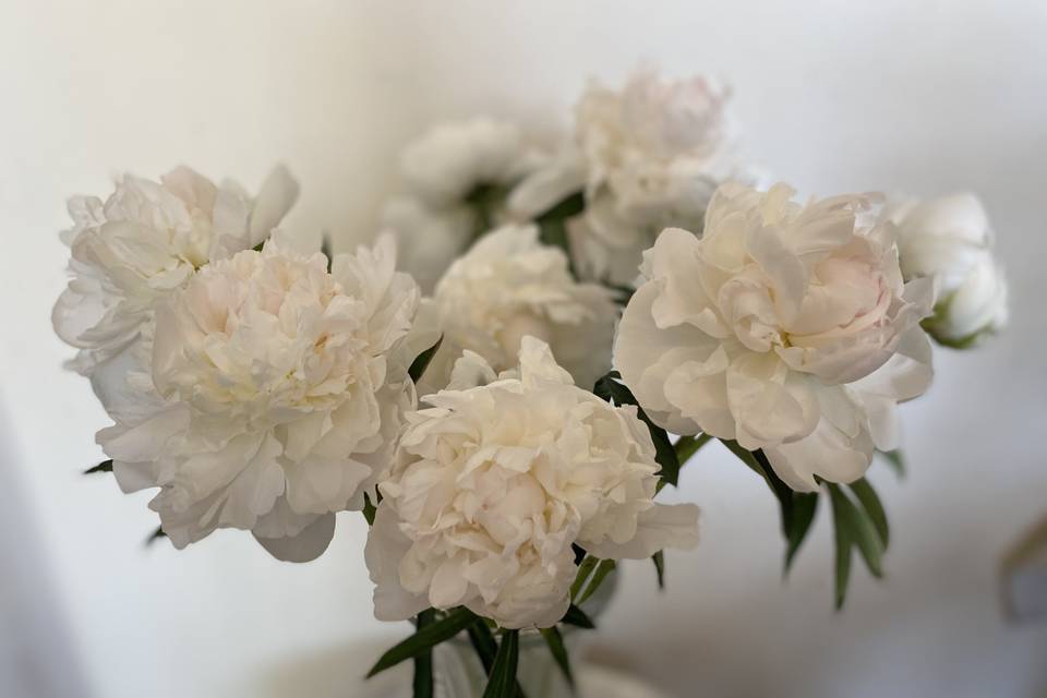 Dreamy Peony