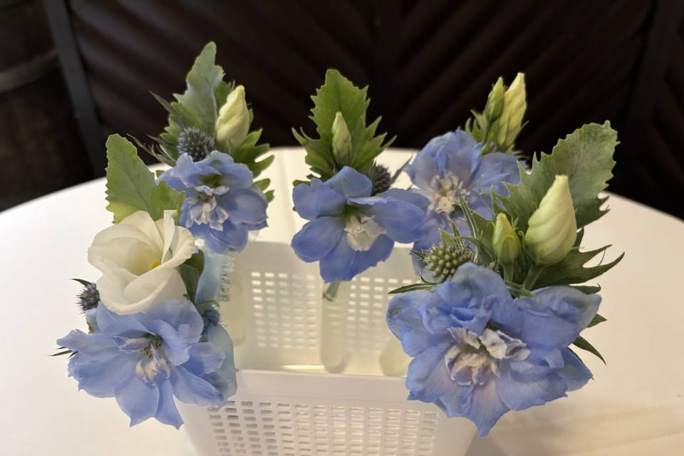 Delphiniums.