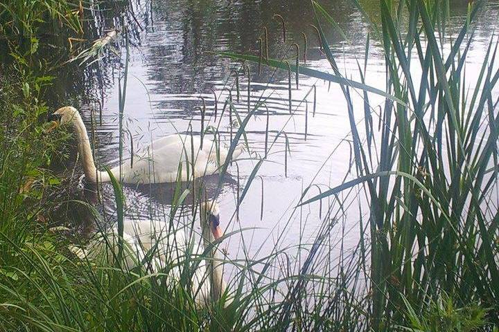 Natural ponds