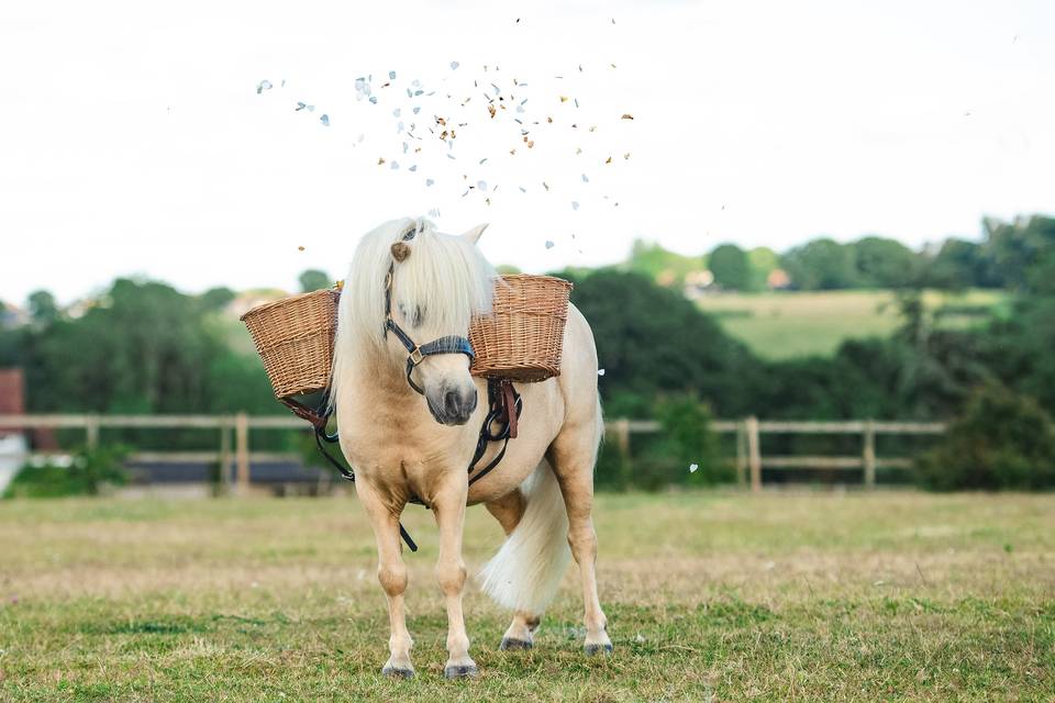 The Confetti Pony