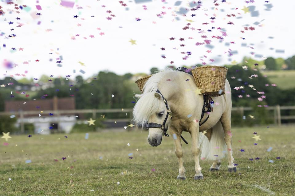 Confetti shot