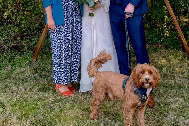 Wedding Dogs!