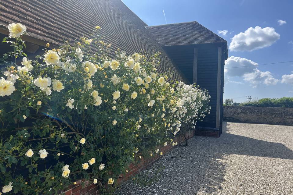 Ruffynes roses in bloom