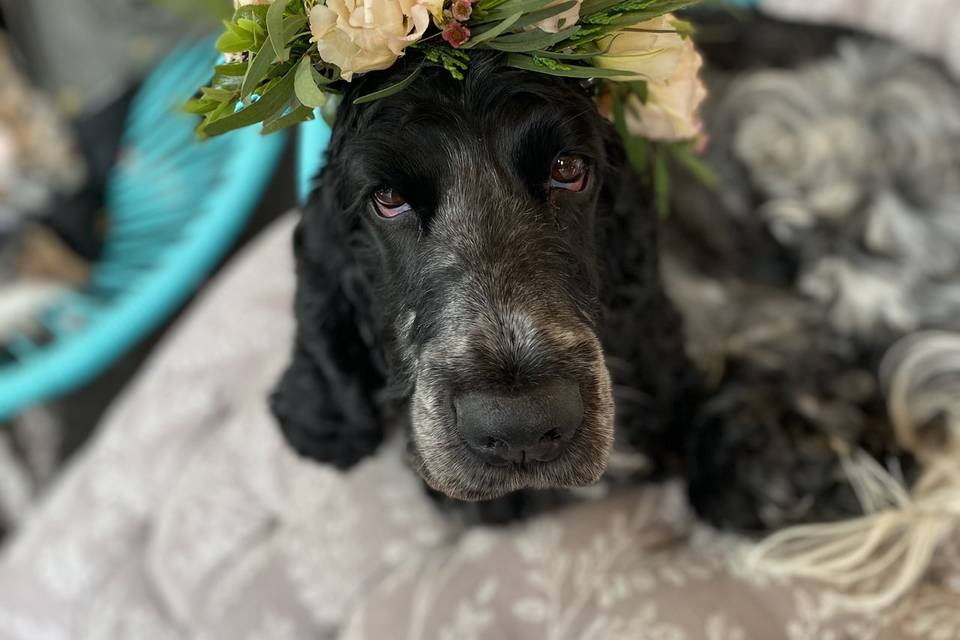 Flower crown for pets