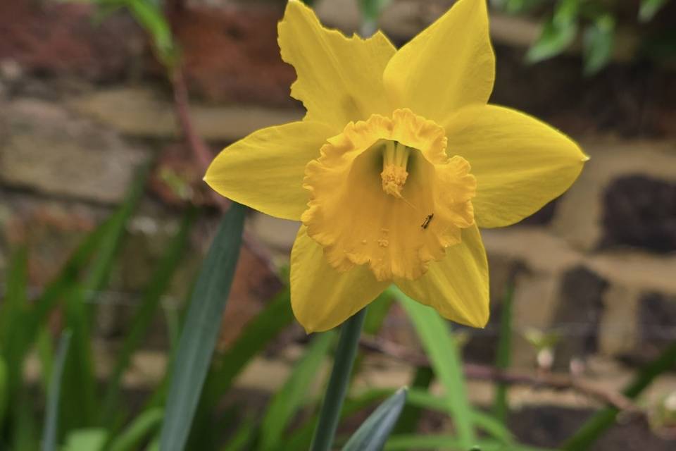 Happy Spring Wedfing