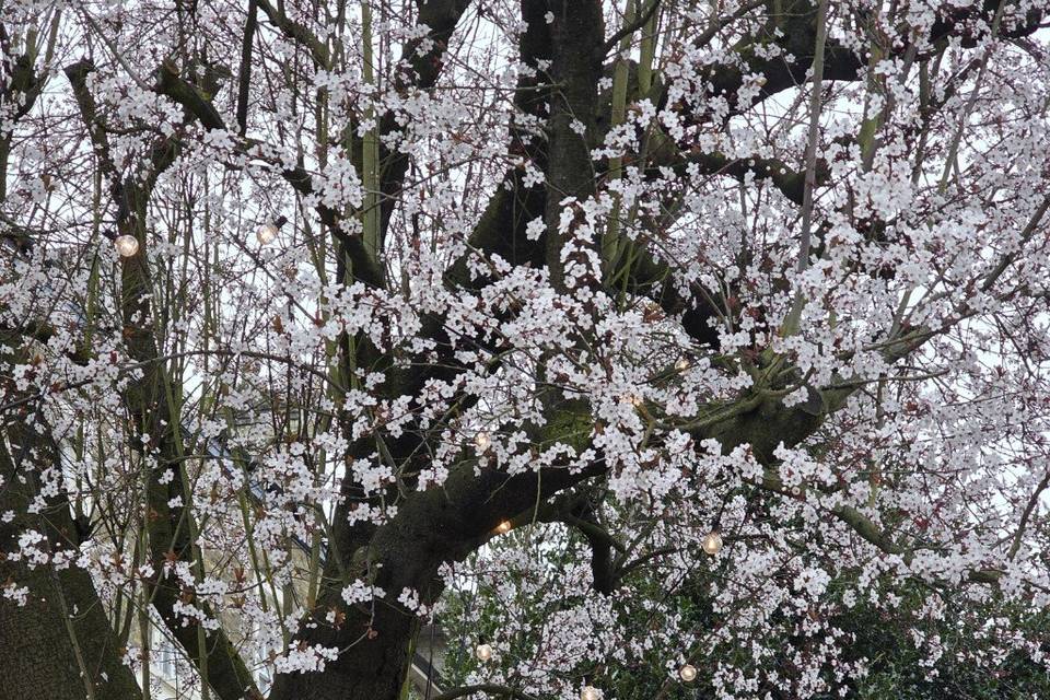 March the 1st Weddings