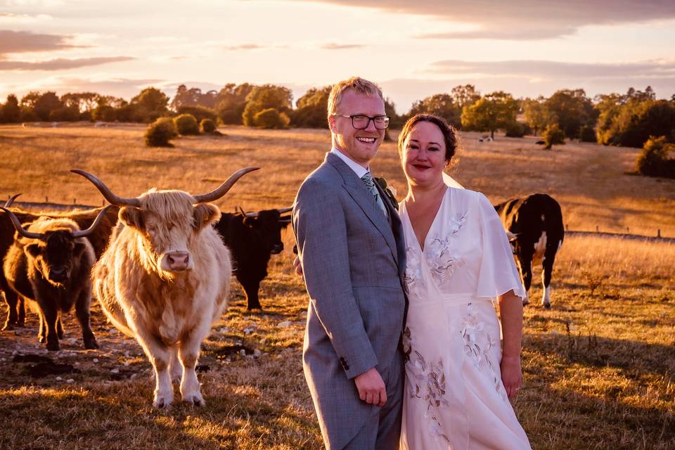 Cows on Common