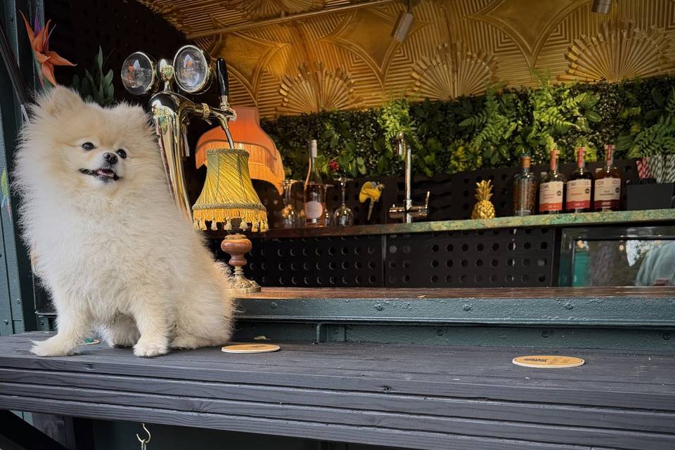 Arther the bar dog