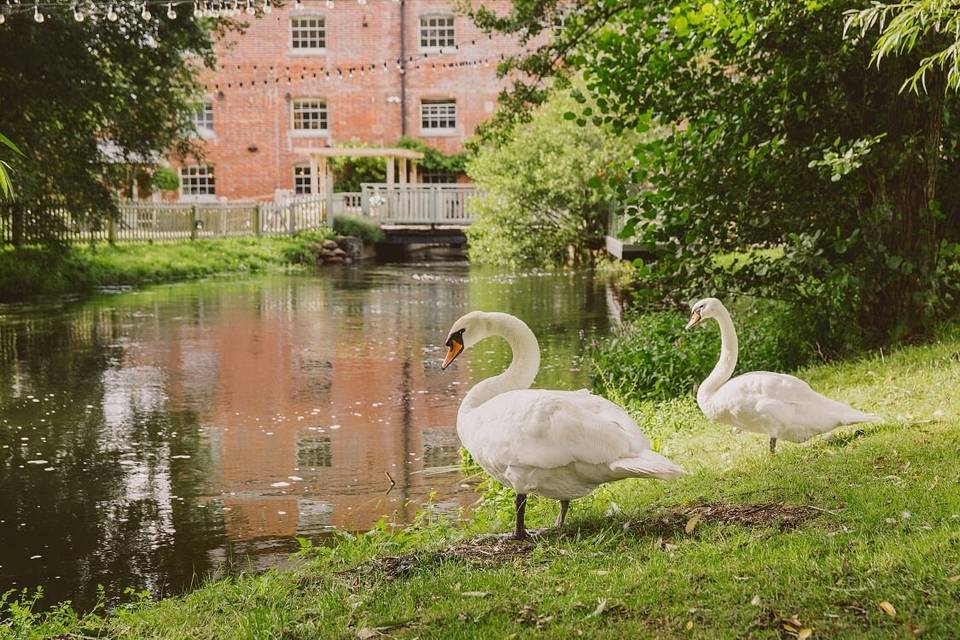 Sopley Mill Swans