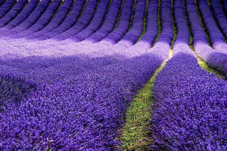 Vibrant lavender in bloom