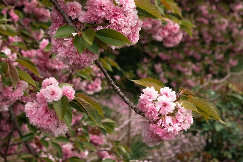 Sakura